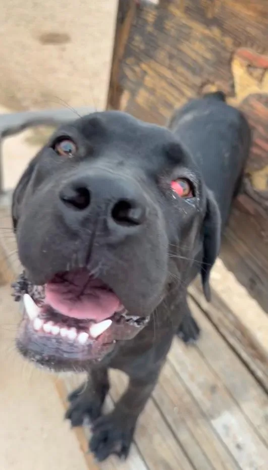 A baby extra large-sized female Cane Corso dog named Donut for adoption in Glendale, AZ
