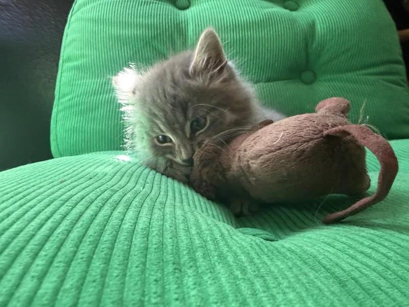 Lorenzo