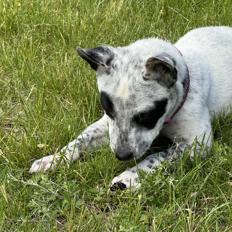 A young medium-sized female Gray / Blue / Silver Australian Cattle Dog / Blue Heeler dog named Tilly for adoption in Garden City, NY