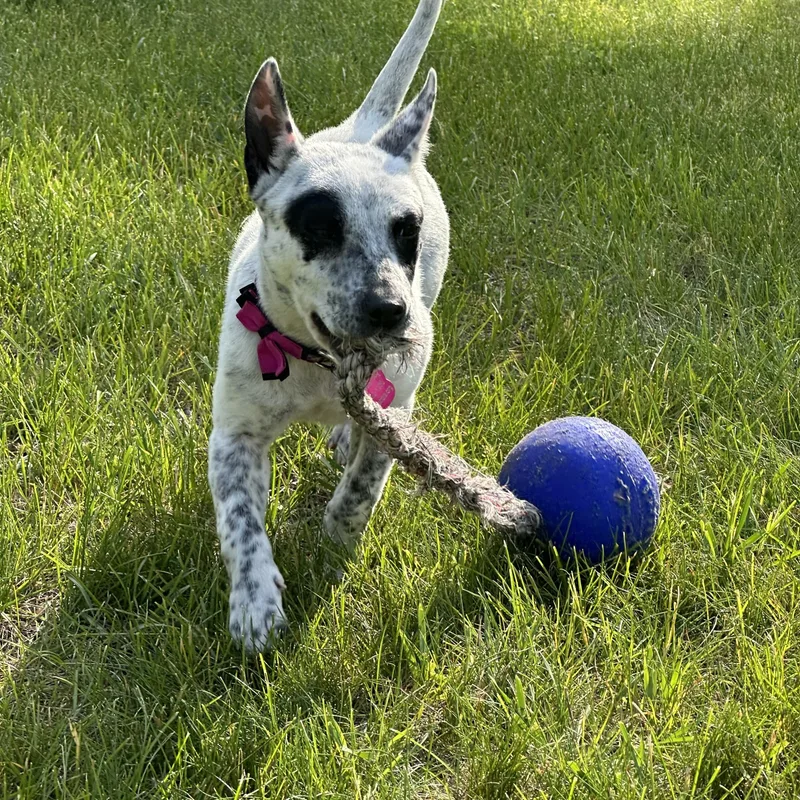 Tilly thumbnail 3