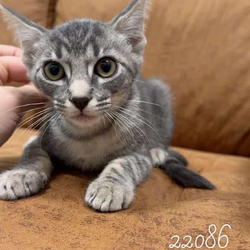 Bobcat thumbnail 2
