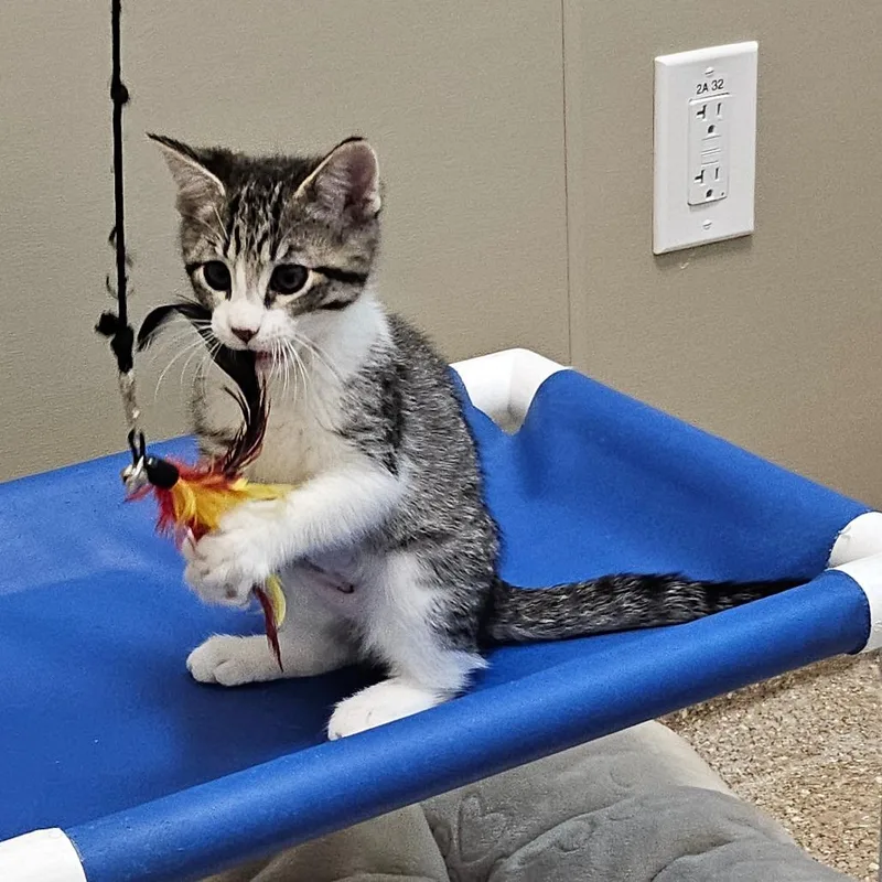 A baby small-sized female Gray / Blue / Silver Domestic Short Hair cat named Lilly for adoption in Sonoma, CA