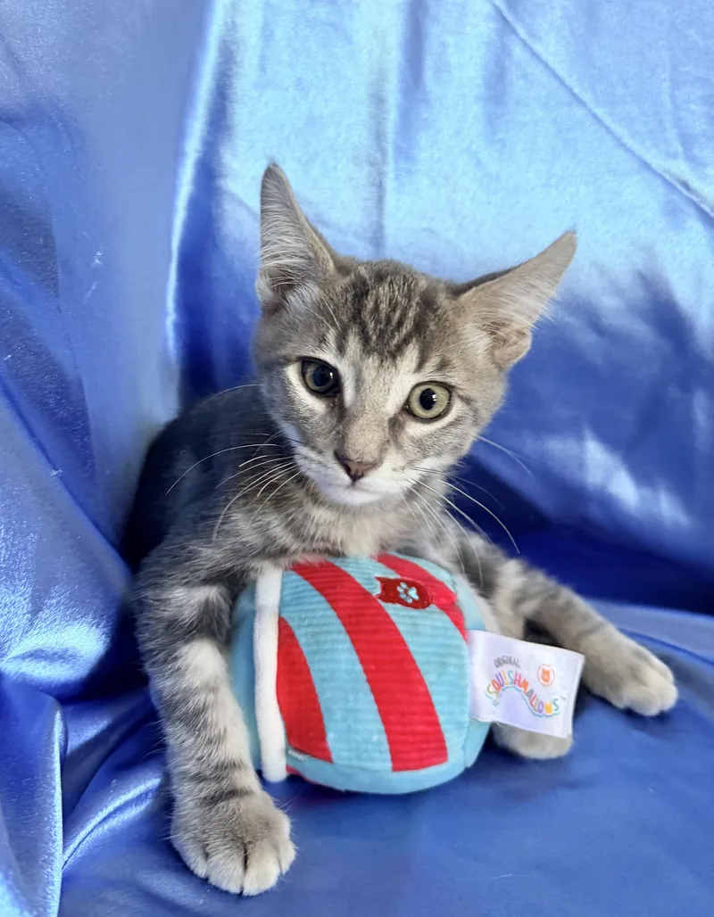 A baby medium-sized male Domestic Short Hair cat named Jimmy for adoption in Rowland Heights, CA