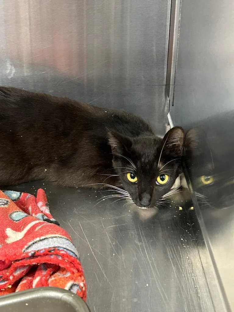 A young medium-sized female Domestic Short Hair cat named Avi for adoption in Gautier, MS