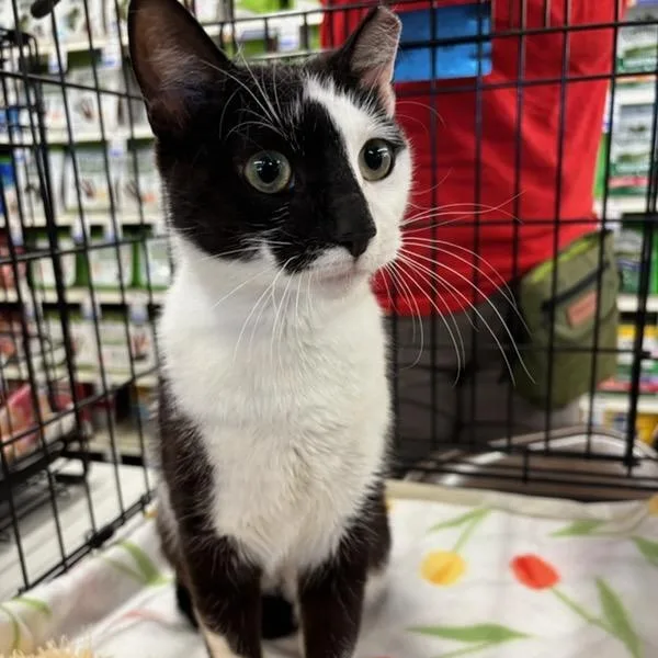 A young medium-sized female Black & White / Tuxedo Domestic Short Hair cat named Lottie for adoption in Stanhope, NJ