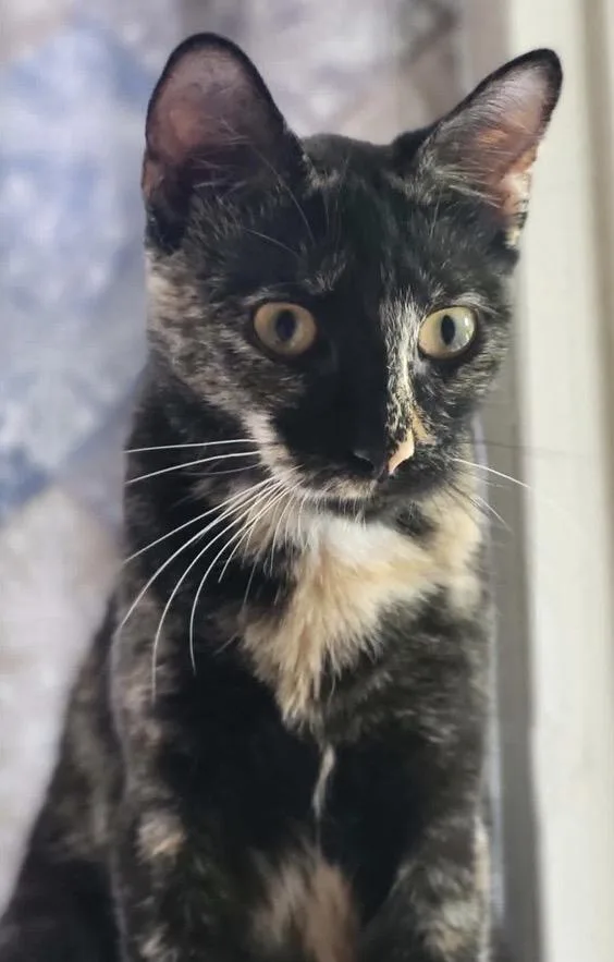 An adult medium-sized female Tortoiseshell cat named Reese for adoption in Manchester, CT