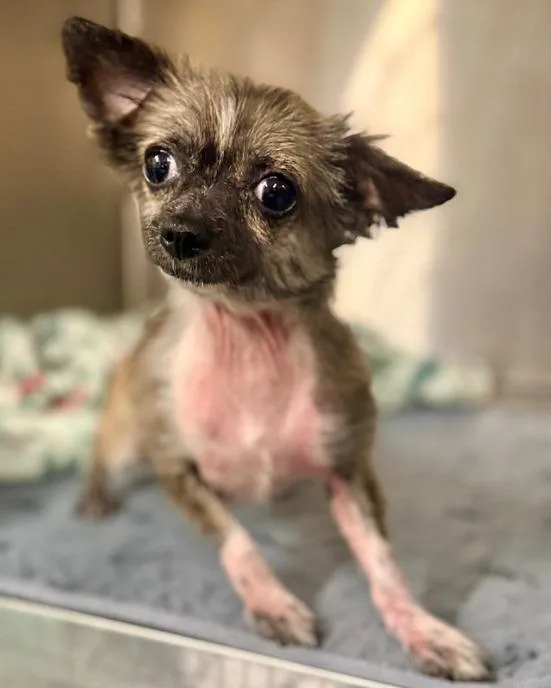 A young small-sized female Chihuahua dog named Tootsie for adoption in Warren, MI