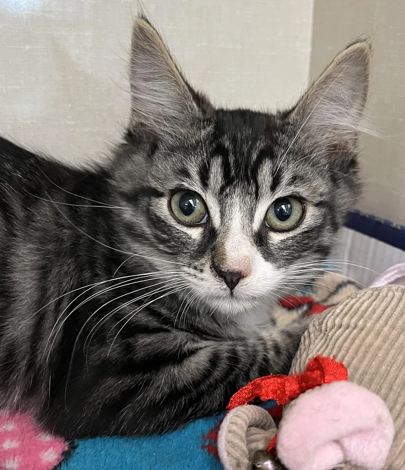 A baby medium-sized male Tabby (Gray / Blue / Silver) Tabby cat named Avalon for adoption in Lyle, WA