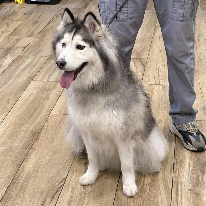An adult medium-sized female White / Cream Siberian Husky dog named Sky for adoption in Newark, NJ