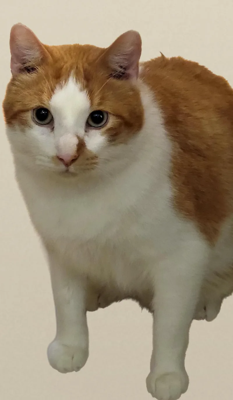 Buttercup thumbnail 2