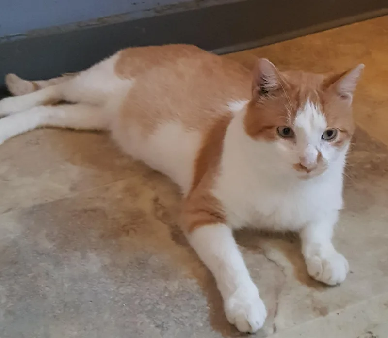 Buttercup thumbnail 3