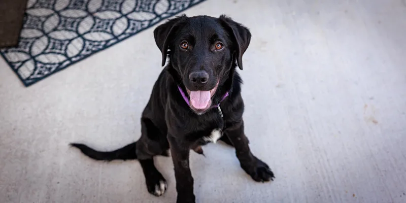 A baby large-sized male Black Labrador Retriever dog named Messi for adoption in Las Vegas, NV