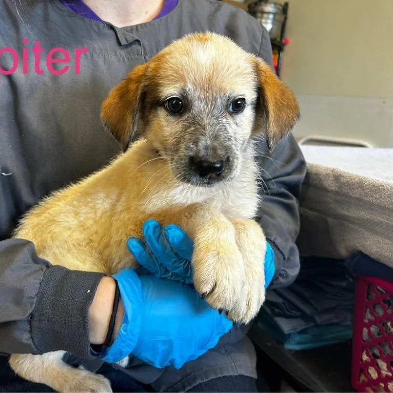 A baby small-sized female White / Cream Mixed Breed dog named Jupiter for adoption in Grand Rapids, MI