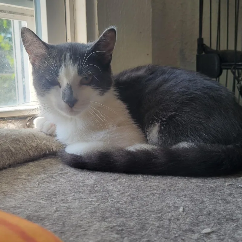 A young small-sized male Domestic Short Hair cat named Rufus for adoption in Portage, MI