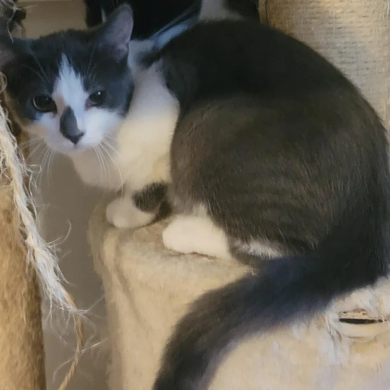 Rufus thumbnail 3