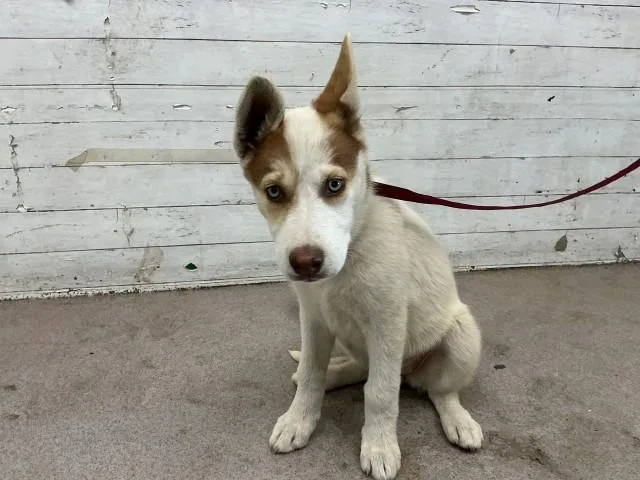 A baby small-sized female Siberian Husky dog named Peony for adoption in San Bernardino, CA
