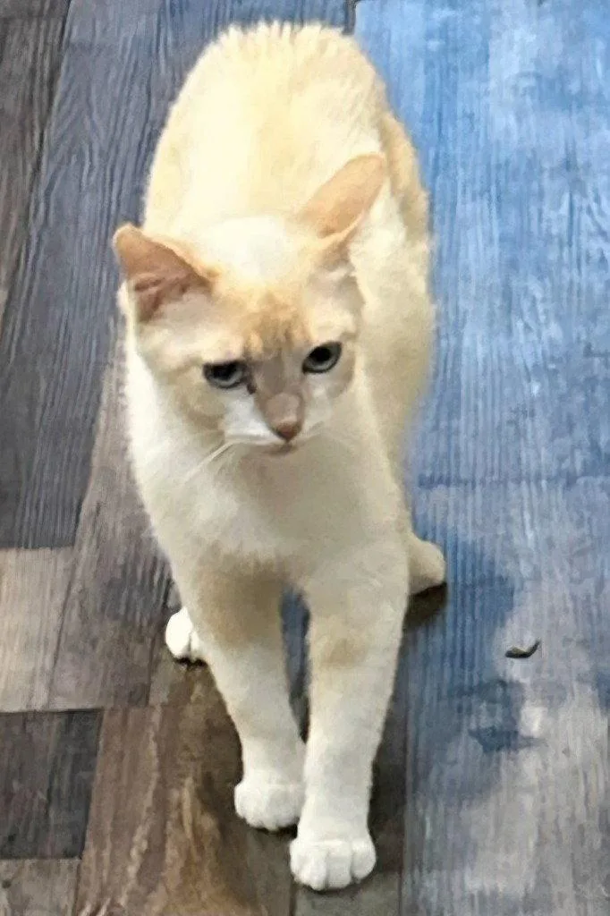 A young medium-sized female Siamese cat named Daisy for adoption in Cromwell, KY
