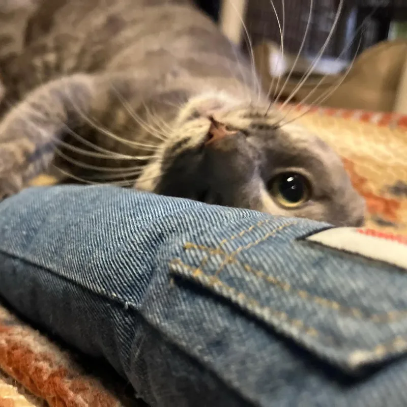 An adult small-sized male Gray / Blue / Silver Domestic Short Hair cat named Grayson for adoption in Chicago, IL