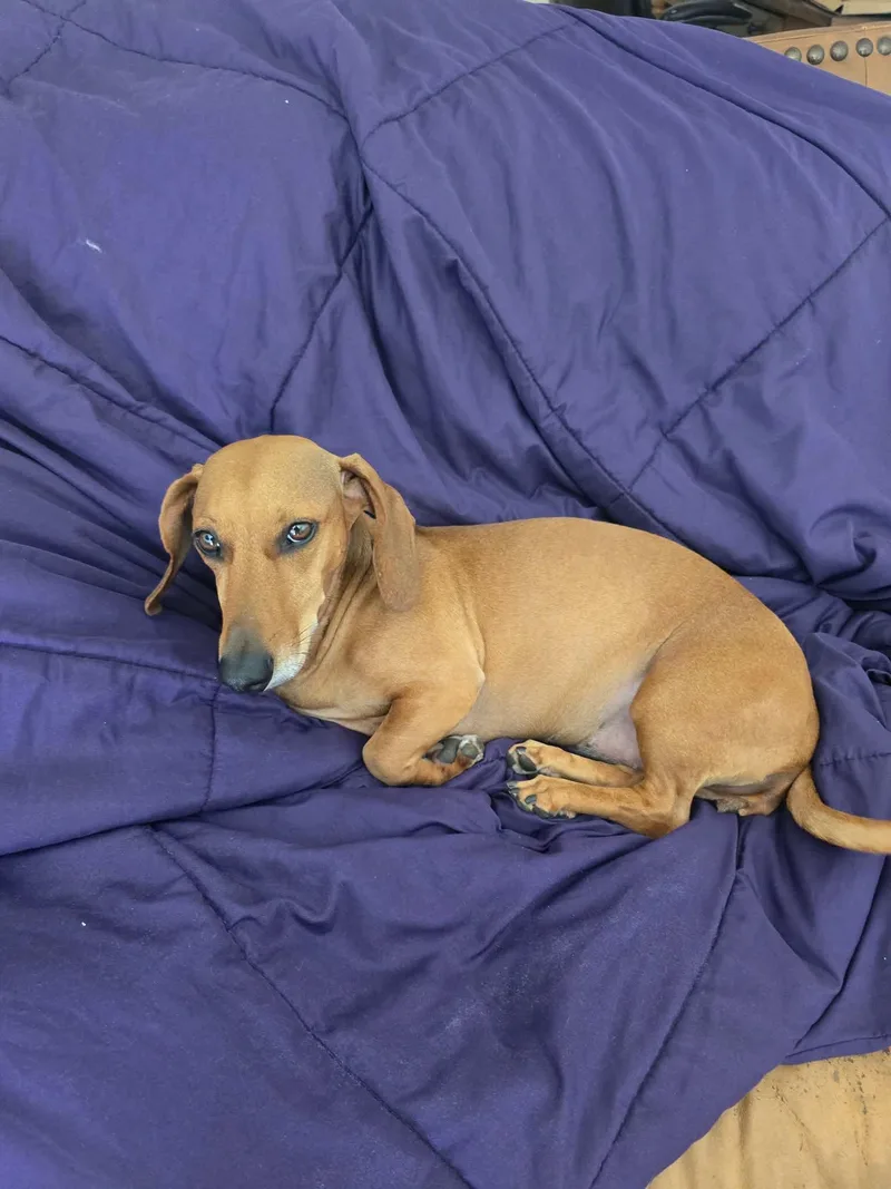 An adult medium-sized female Dachshund dog named Ginger for adoption in Los Angeles, CA