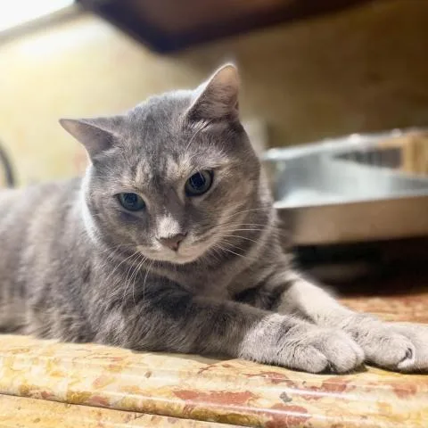 An adult large-sized female Domestic Short Hair cat named Ashley for adoption in Davie, FL