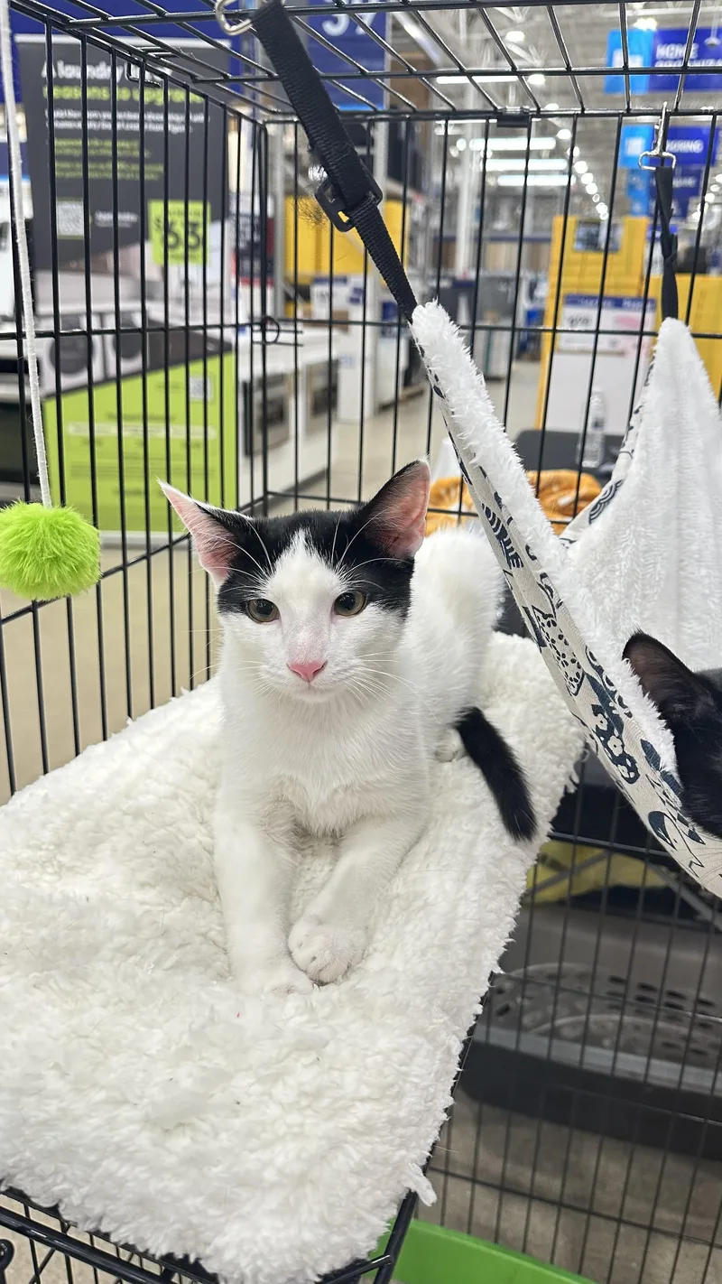 A young large-sized male White Domestic Short Hair cat named Domino for adoption in Monticello, IN