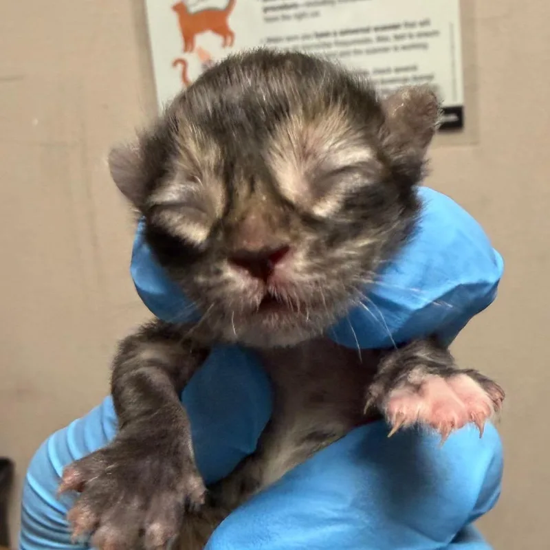 A baby small-sized female Black Domestic Short Hair cat named Mabeline for adoption in Yuma, AZ