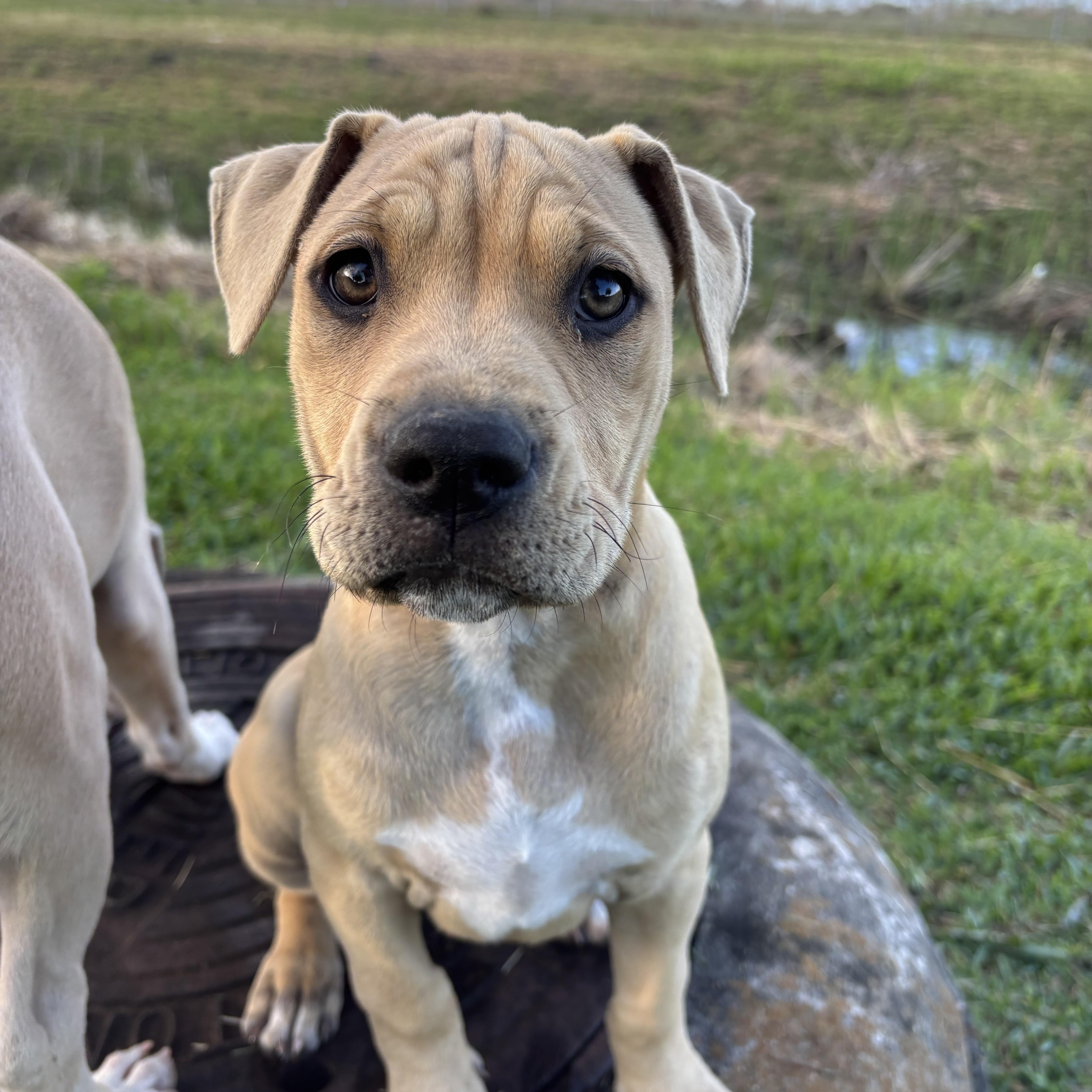 Strawberry thumbnail 3