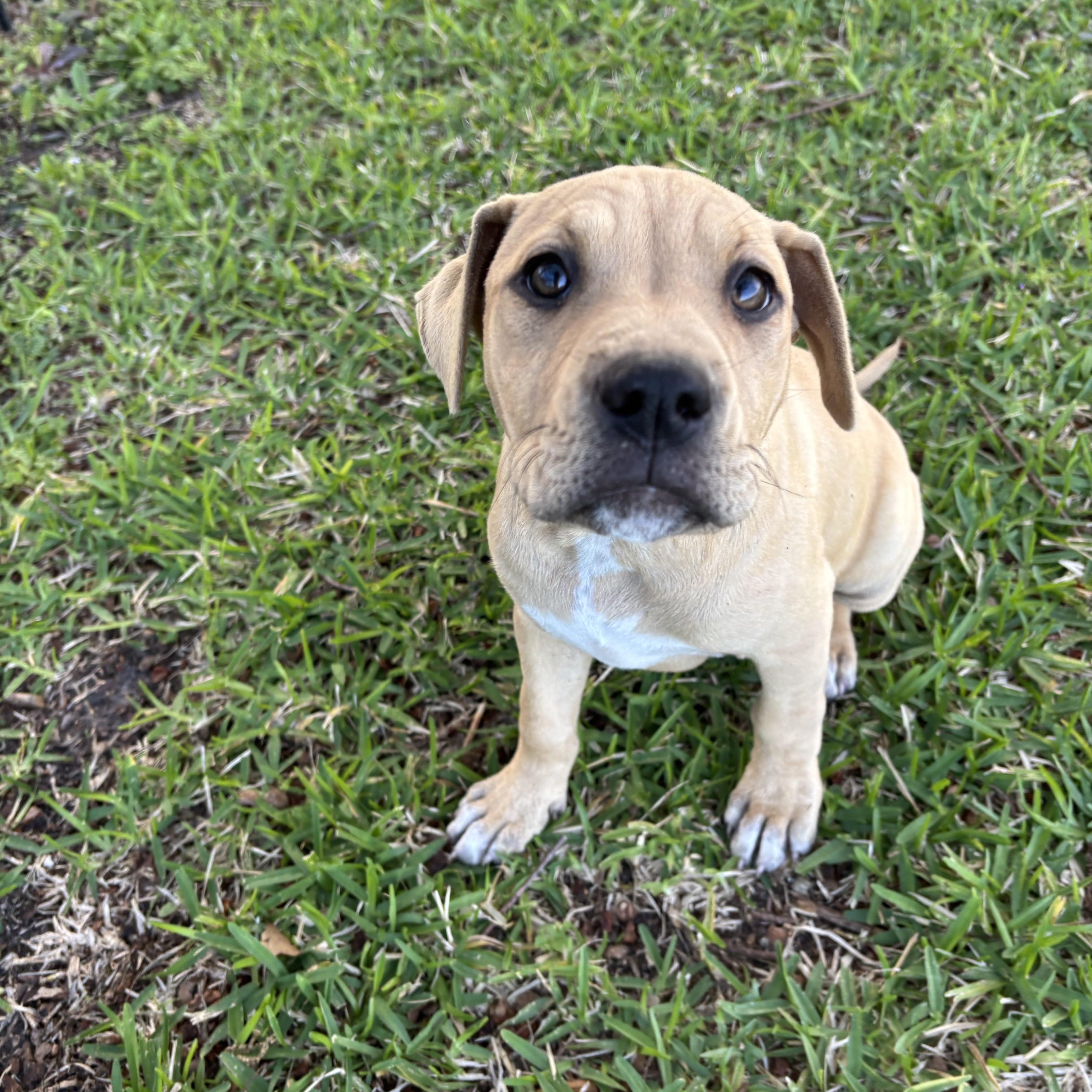 Strawberry thumbnail 4