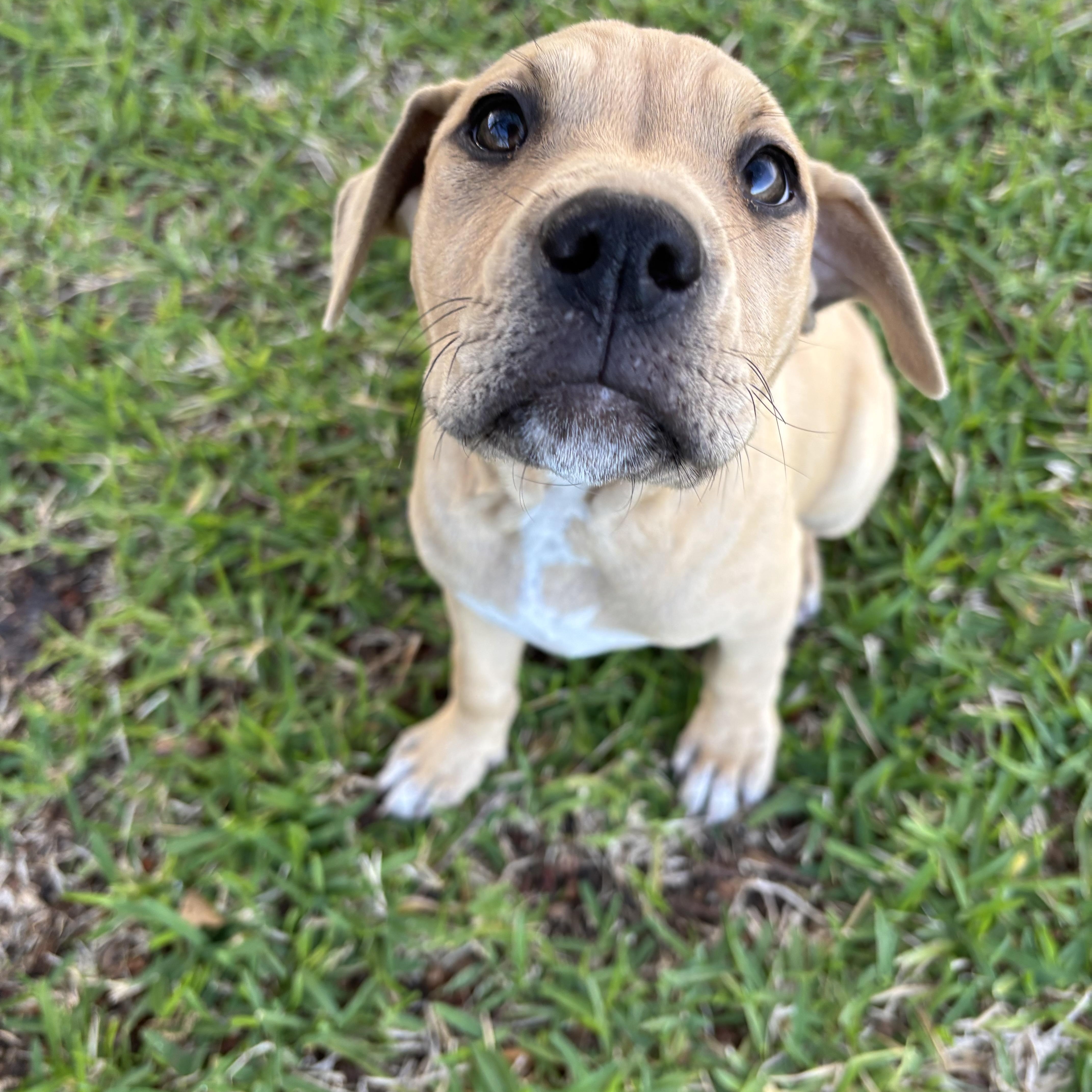 Strawberry thumbnail 5