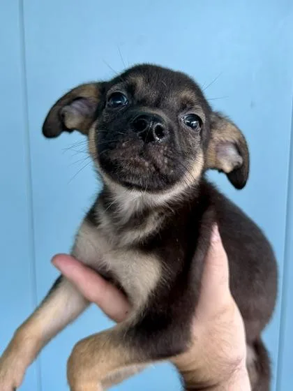 A baby small-sized male Mixed Breed dog named Douglas for adoption in New Orleans, LA
