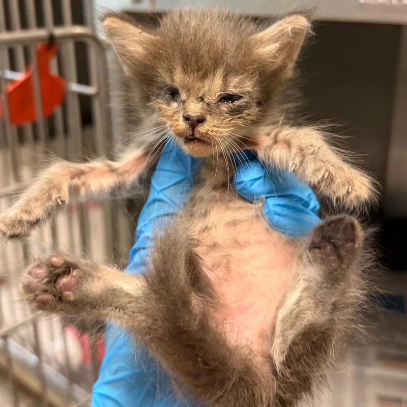 A baby small-sized female Gray / Blue / Silver Domestic Short Hair cat named Sophia for adoption in Edinburg, TX