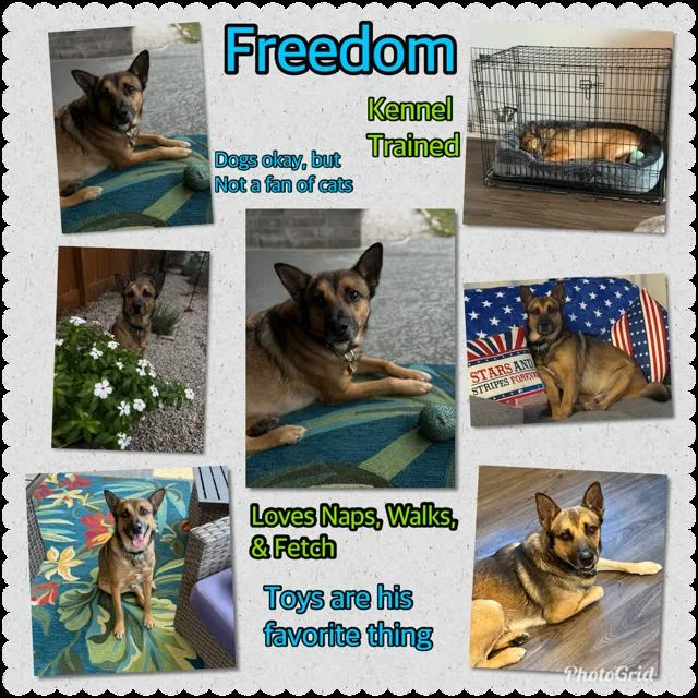 An adult medium-sized male Black German Shepherd Dog dog named Freedom for adoption in Pflugerville, TX