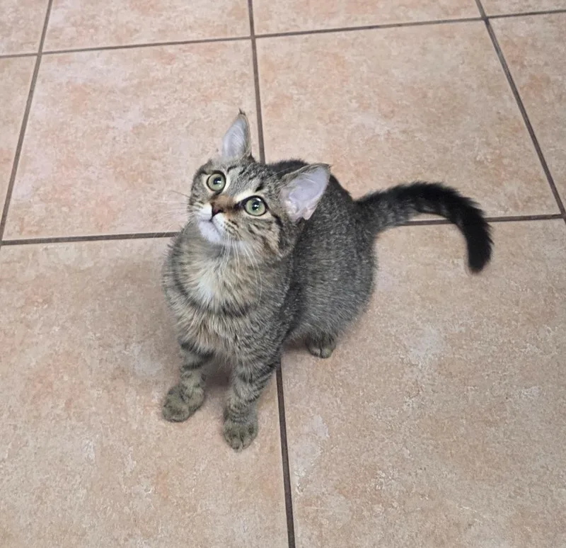 A baby medium-sized female Domestic Short Hair cat named French Onion Ahs for adoption in Peoria, AZ