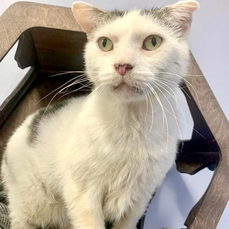 A senior medium-sized male White Domestic Short Hair cat named Bingo for adoption in Wheeling, IL