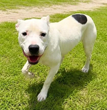 A baby medium-sized female American Staffordshire Terrier dog named Mama for adoption in Palm Coast, FL