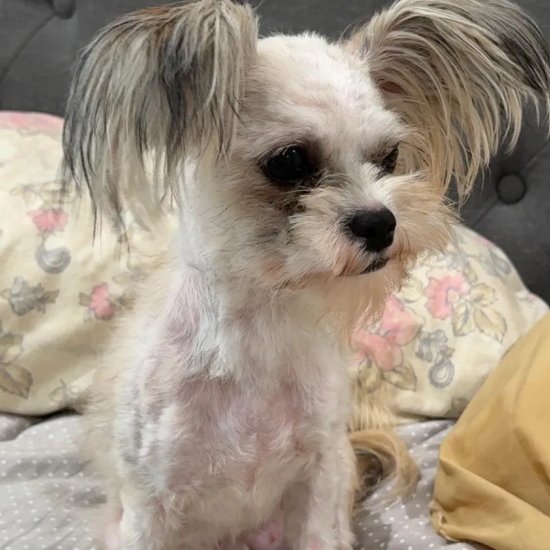 An adult small-sized female White / Cream Shih Tzu dog named Jolene for adoption in Little Rock, AR