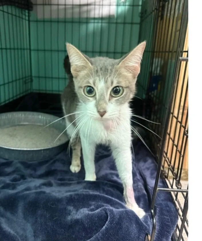 Collette thumbnail 2