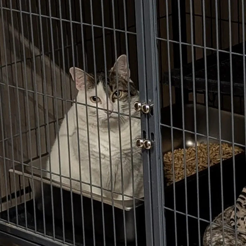 An adult small-sized female White Domestic Short Hair cat named Dior for adoption in Saugerties, NY