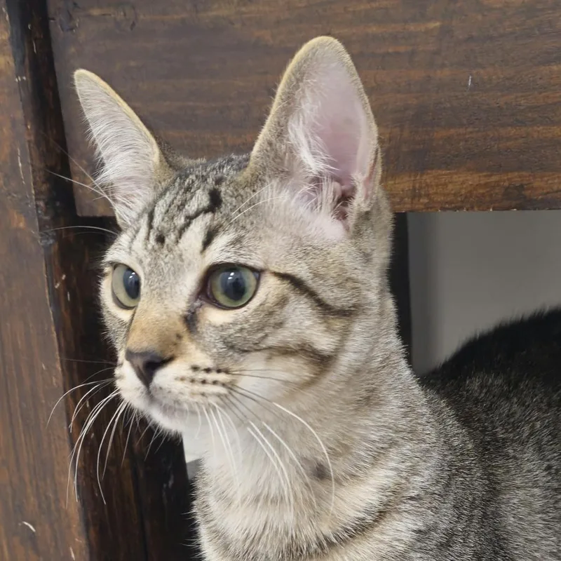A baby small-sized male Domestic Short Hair cat named Rizzo for adoption in Cumming, GA