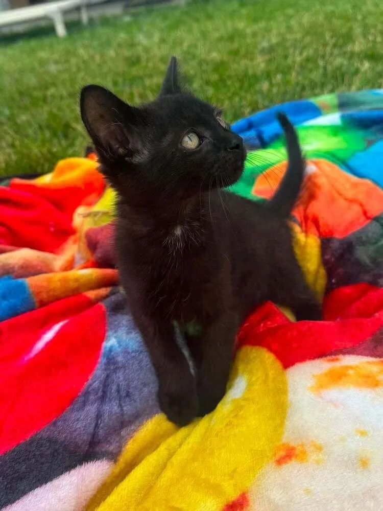 A baby small-sized male Black Domestic Short Hair cat named Black Licorice for adoption in Lincoln, NE