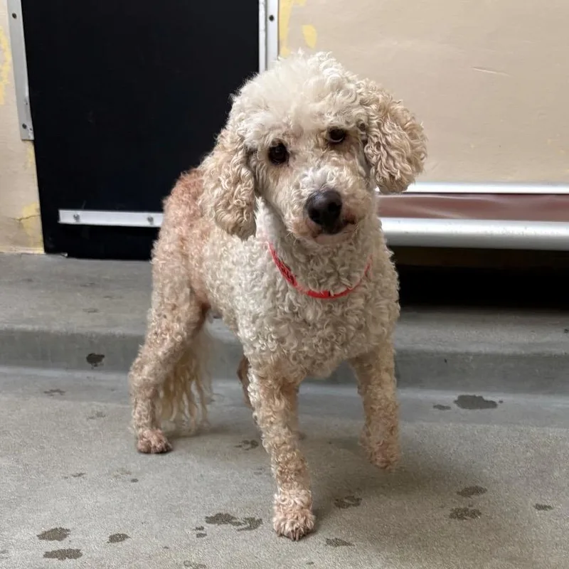 A senior small-sized female White / Cream Poodle dog named Opal for adoption in San Gabriel, CA