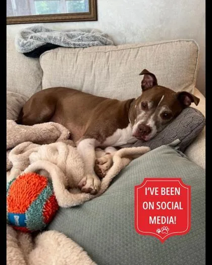 An adult large-sized male Mixed Breed dog named Buzz Lightyear for adoption in Cincinnati, OH