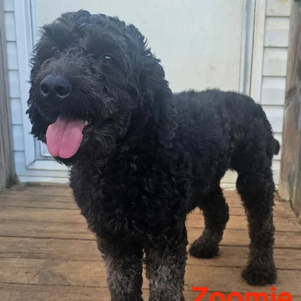 A young medium-sized male Black Goldendoodle dog named Poppa for adoption in Charlotte, NC