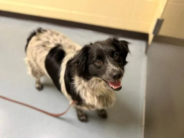 An adult medium-sized female Australian Cattle Dog / Blue Heeler dog named Gorda for adoption in Denver, CO