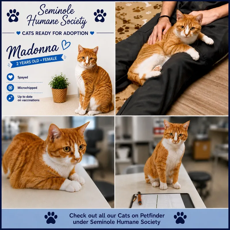 An adult medium-sized female Orange & White Domestic Short Hair cat named Madonna for adoption in Seminole, OK