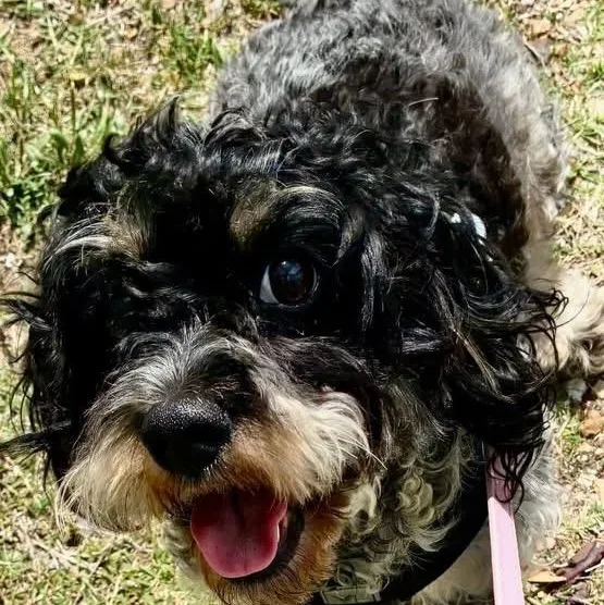 A young small-sized male Tricolor (Brown, Black, & White) Cavapoo dog named Oreo for adoption in Little Elm, TX