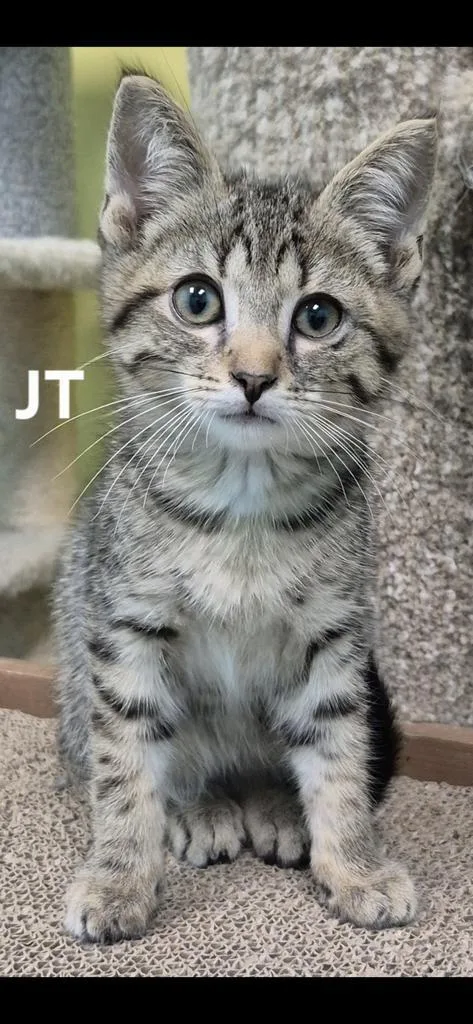 A baby medium-sized male Domestic Short Hair cat named Jt for adoption in Kendallville, IN