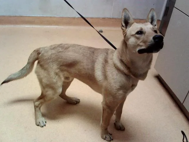 A young medium-sized male German Shepherd Dog dog named Dune for adoption in Martinez, CA
