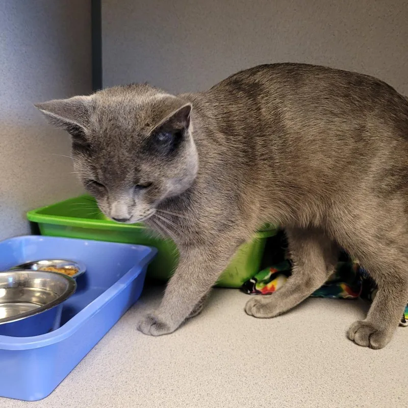 An adult large-sized male Gray / Blue / Silver Domestic Short Hair cat named Michelin for adoption in Cedar Rapids, IA