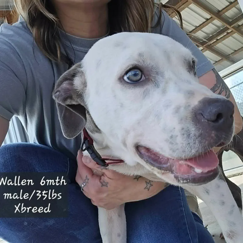 A young medium-sized male Terrier dog named Wallen for adoption in Cumberland, RI